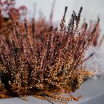 Een elegante voortuin met grote cortenstaal plantenbakken in diverse vormen en maten, perfect voor het verfraaien van uw buitenruimte.