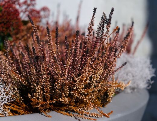 Een elegante voortuin met grote cortenstaal plantenbakken in diverse vormen en maten, perfect voor het verfraaien van uw buitenruimte.